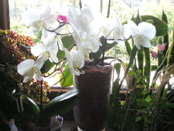 Orchidee