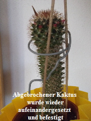 verletzter Kaktus1